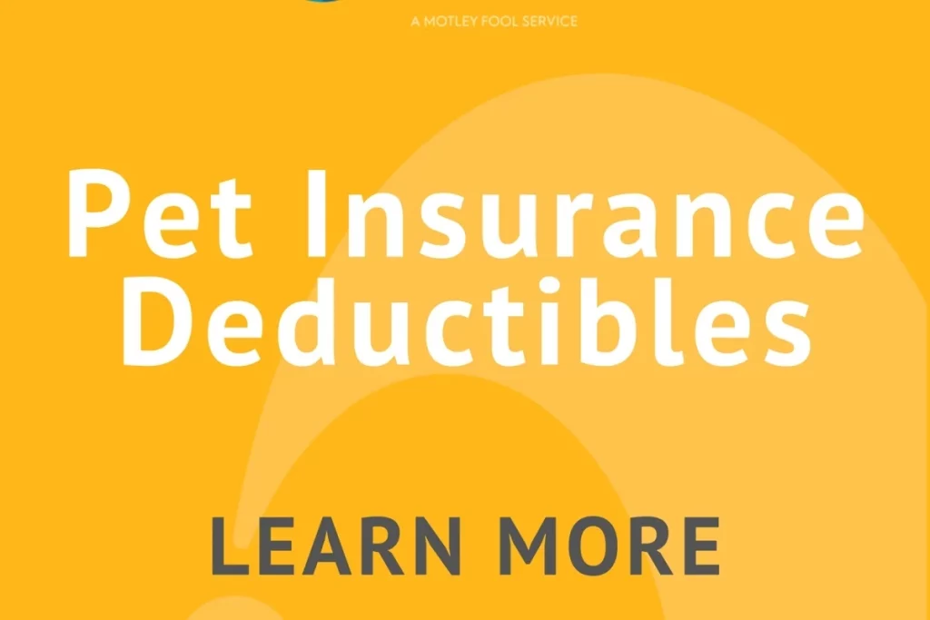 How to Get the Best Pet Insurance Quotes best pet insurance
