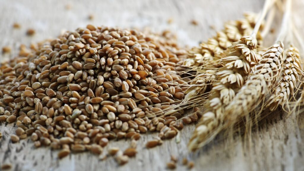 How to Buy Wheat in Bulk: A Step-by-Step Guide bulk grain