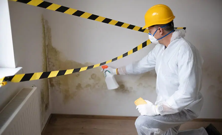 Mold Removal: Complete Guide to Safe, Clean, and Healthy Indoor Environments